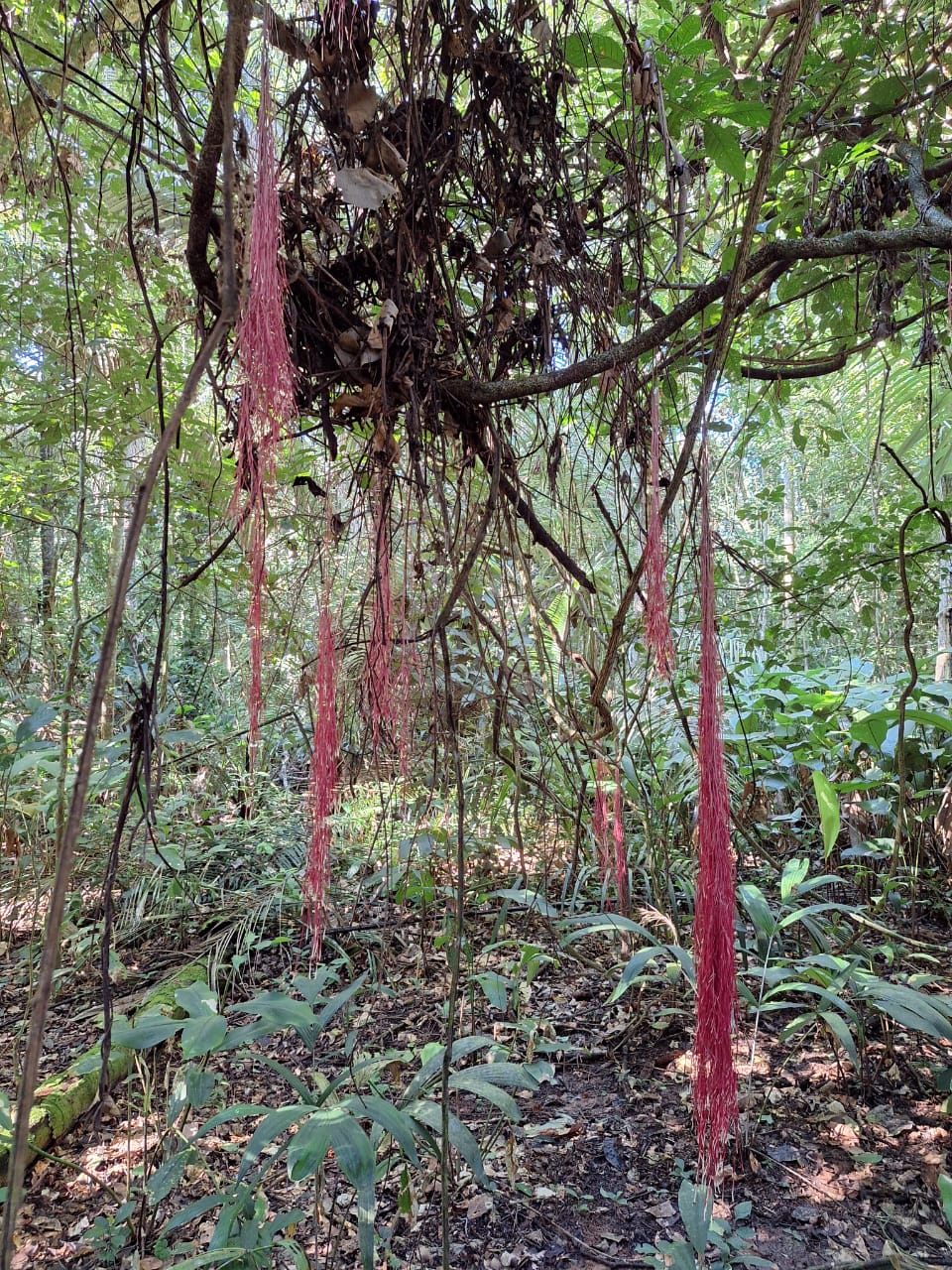 jungle